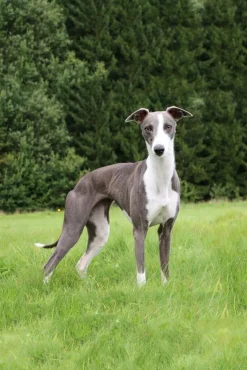 PET STAUD Pet Ready To Wear-CUSTOM RYAN JACKET - BLACK