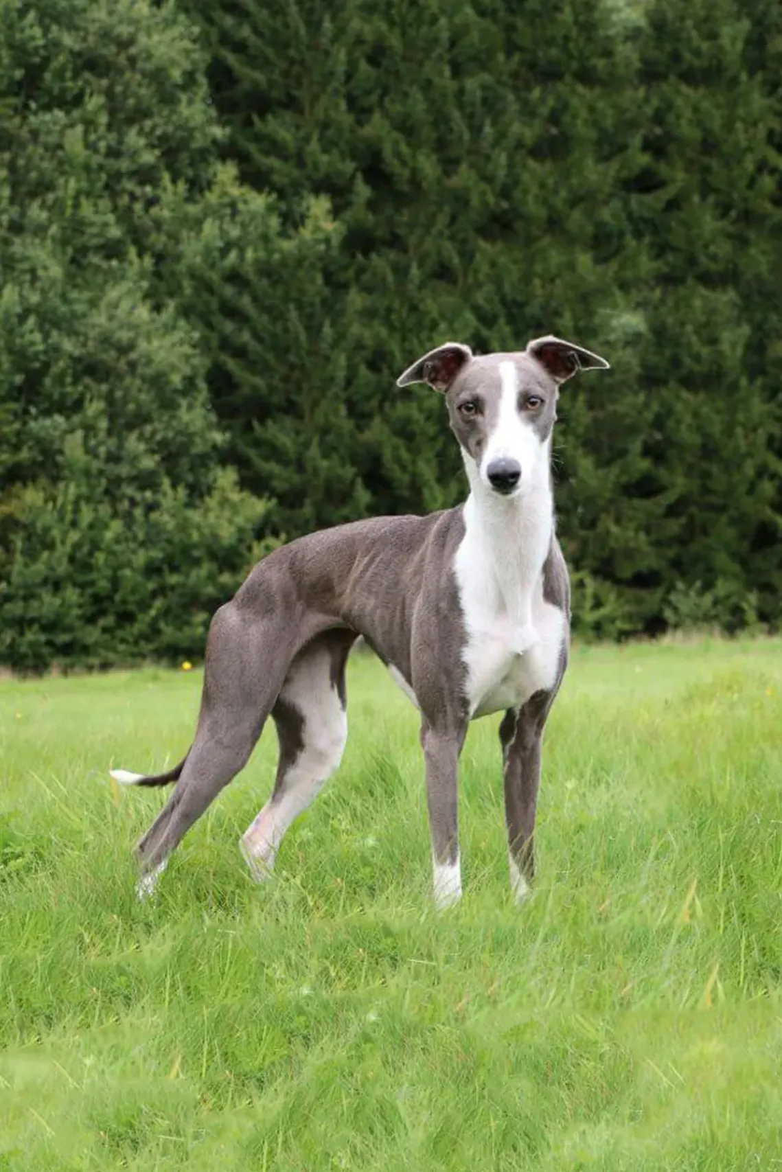 PET STAUD Pet Ready To Wear-CUSTOM RYAN JACKET - BLACK