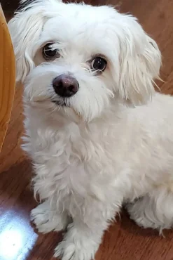 PET STAUD Pet Sweats & Knits- CUSTOM CASHMERE CREWNECK SWEATER LAVENDER