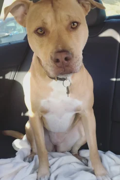 PET STAUD Pet Handbags- CUSTOM KAIA SHOULDER BAG BLACK